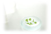 植物イメージ