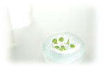 植物　イメージ